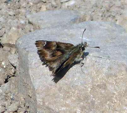 Image of Mallow Skipper