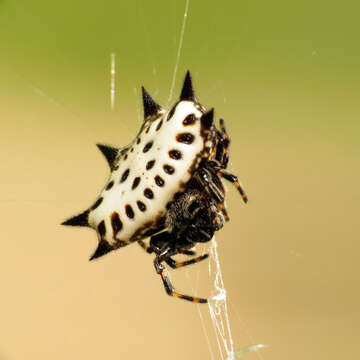 Image of Spinybacked Orbweaver