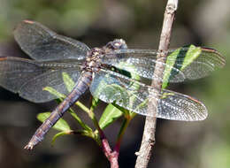 Image of Southern Skimmer