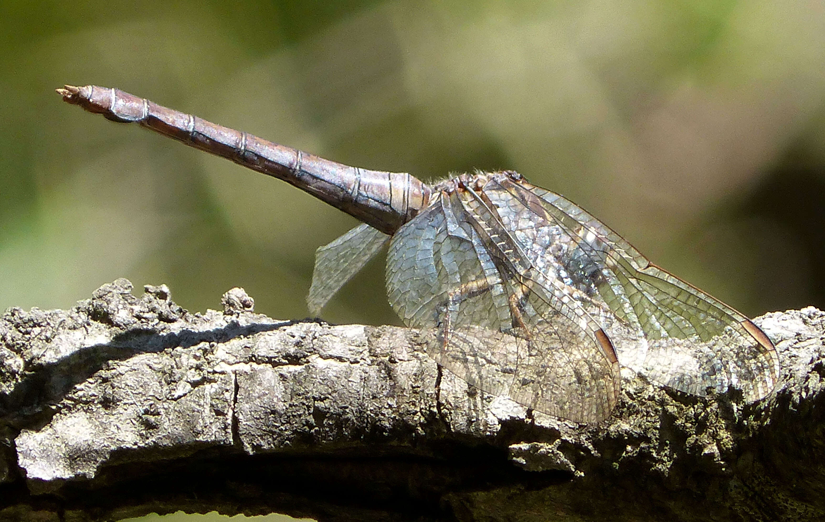 Image of Southern Skimmer