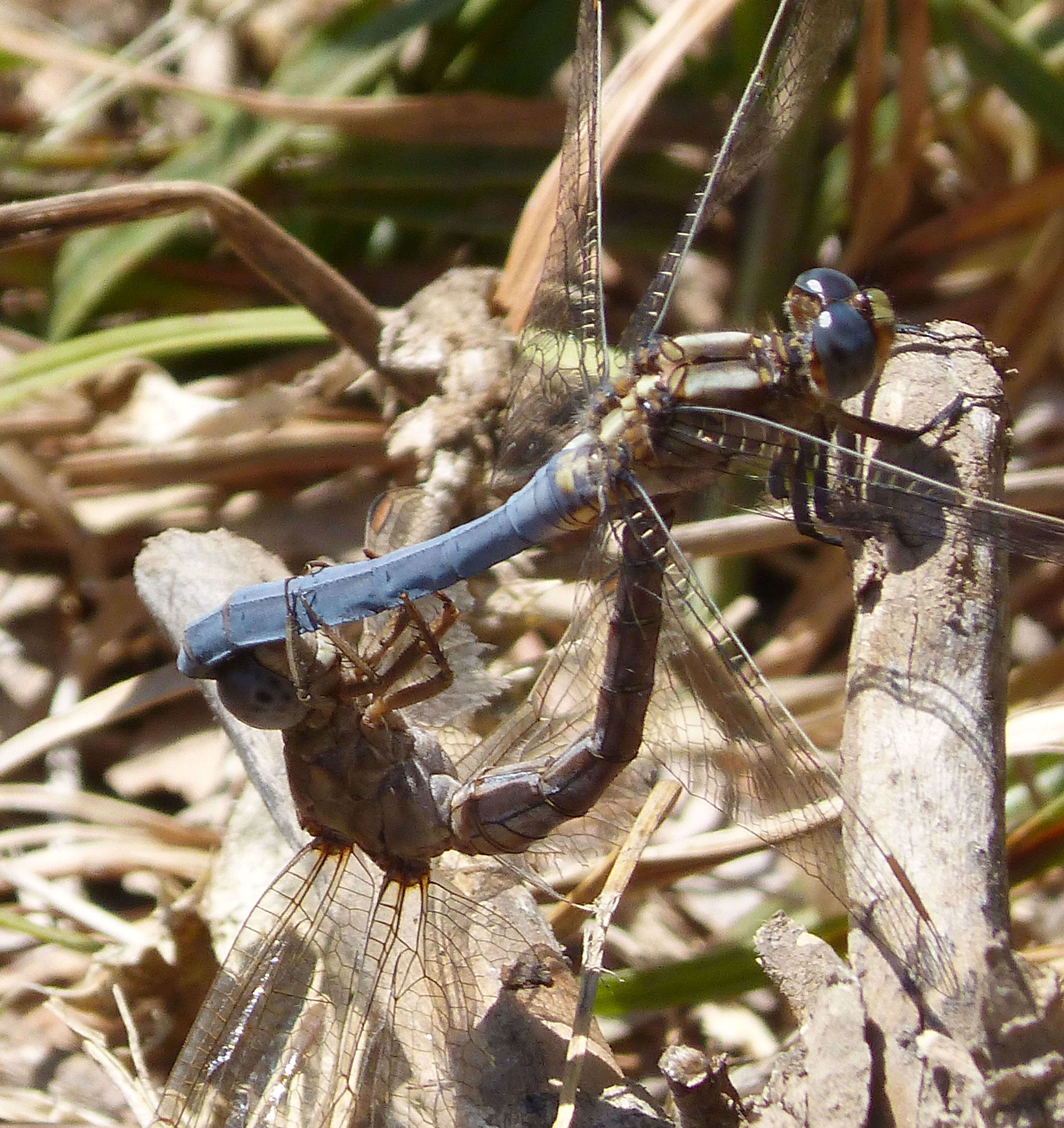 Image of Epaulet Skimmer