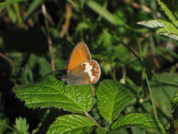 Coenonympha arcania Linnaeus 1761的圖片