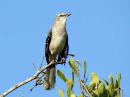 Image of Tropical Mockingbird