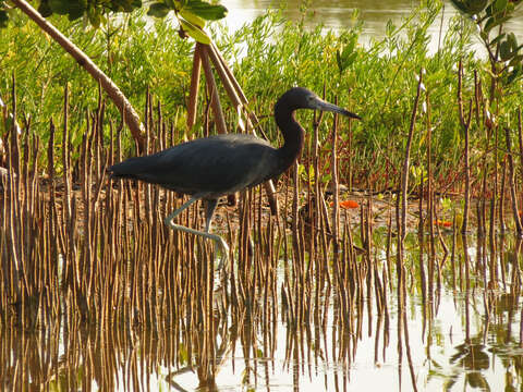 Image of Little Blue Heron