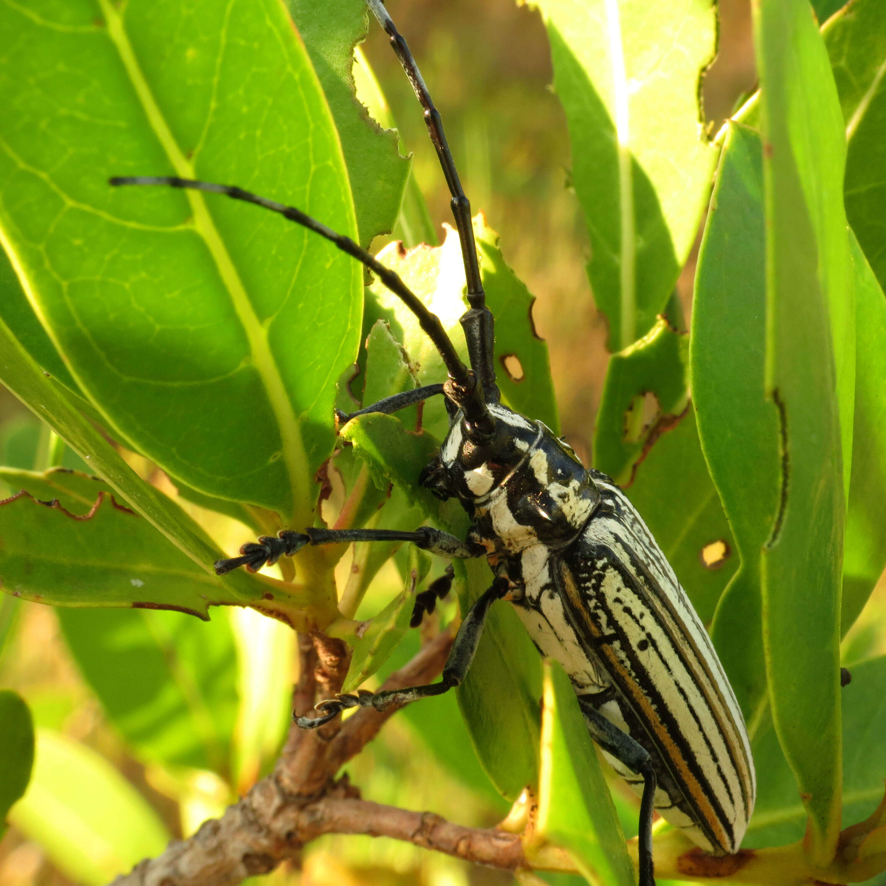 Image of Deliathis incana (Forster 1771)