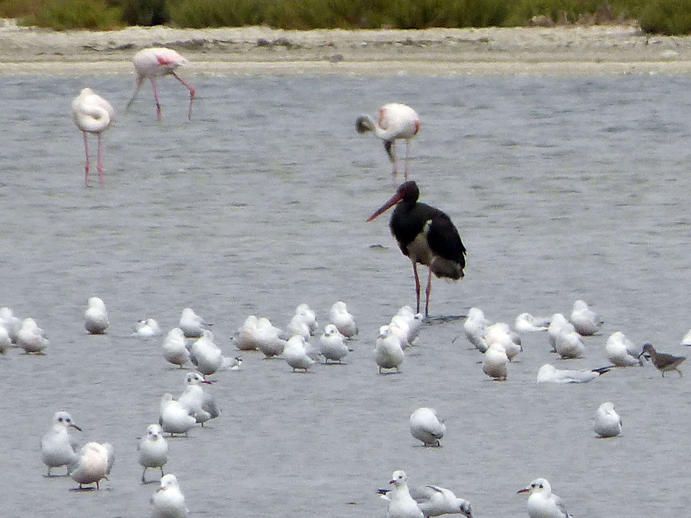 Image of Black Stork