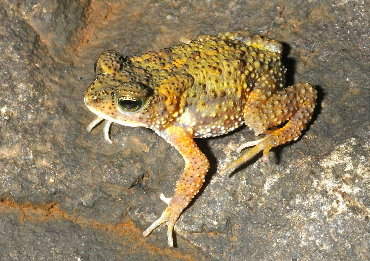 Image of Chrome-yellow Toad