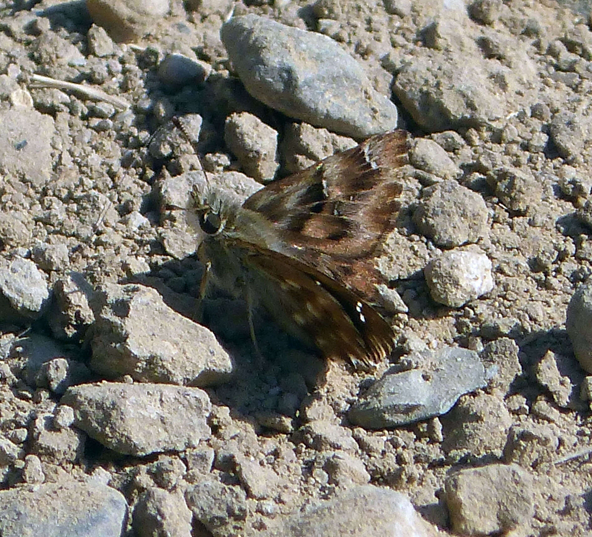 Image of Mallow Skipper