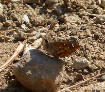 Image of Mallow Skipper