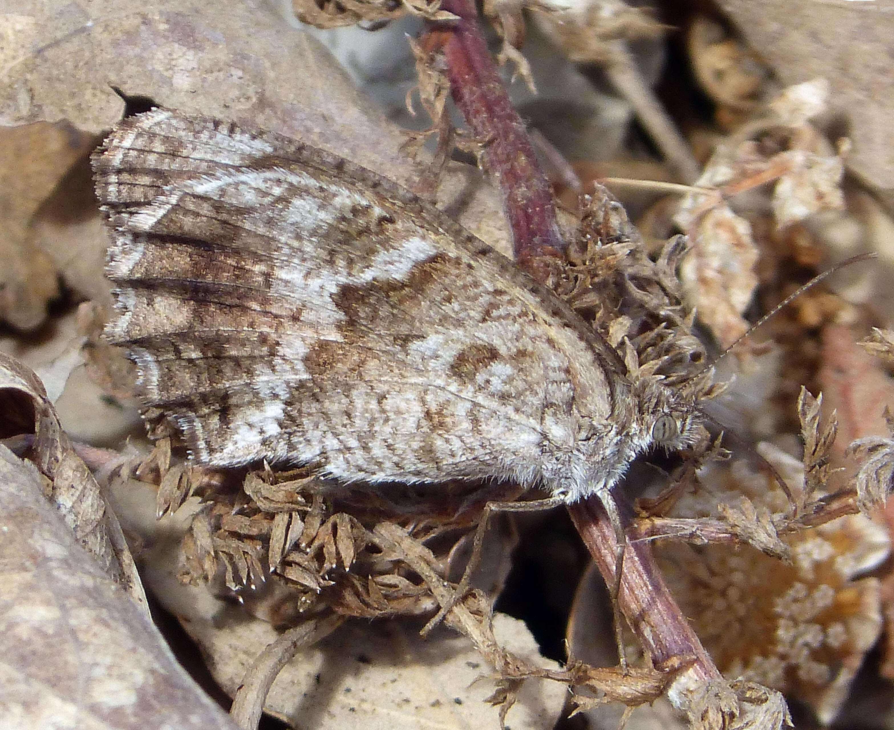 Image of Grayling