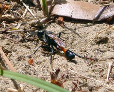 Image of sphecid wasps