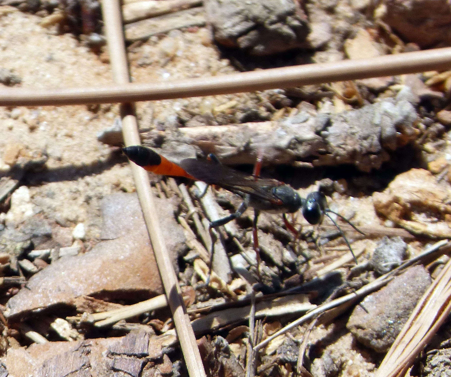 Image of sphecid wasps