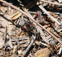 Image of sphecid wasps