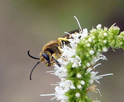 Image of Halictus scabiosae (Rossi 1790)