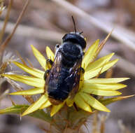 Image of Mediterranean Wood-boring Bee