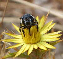 Image of Mediterranean Wood-boring Bee