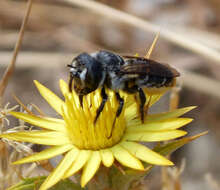 Image of Mediterranean Wood-boring Bee