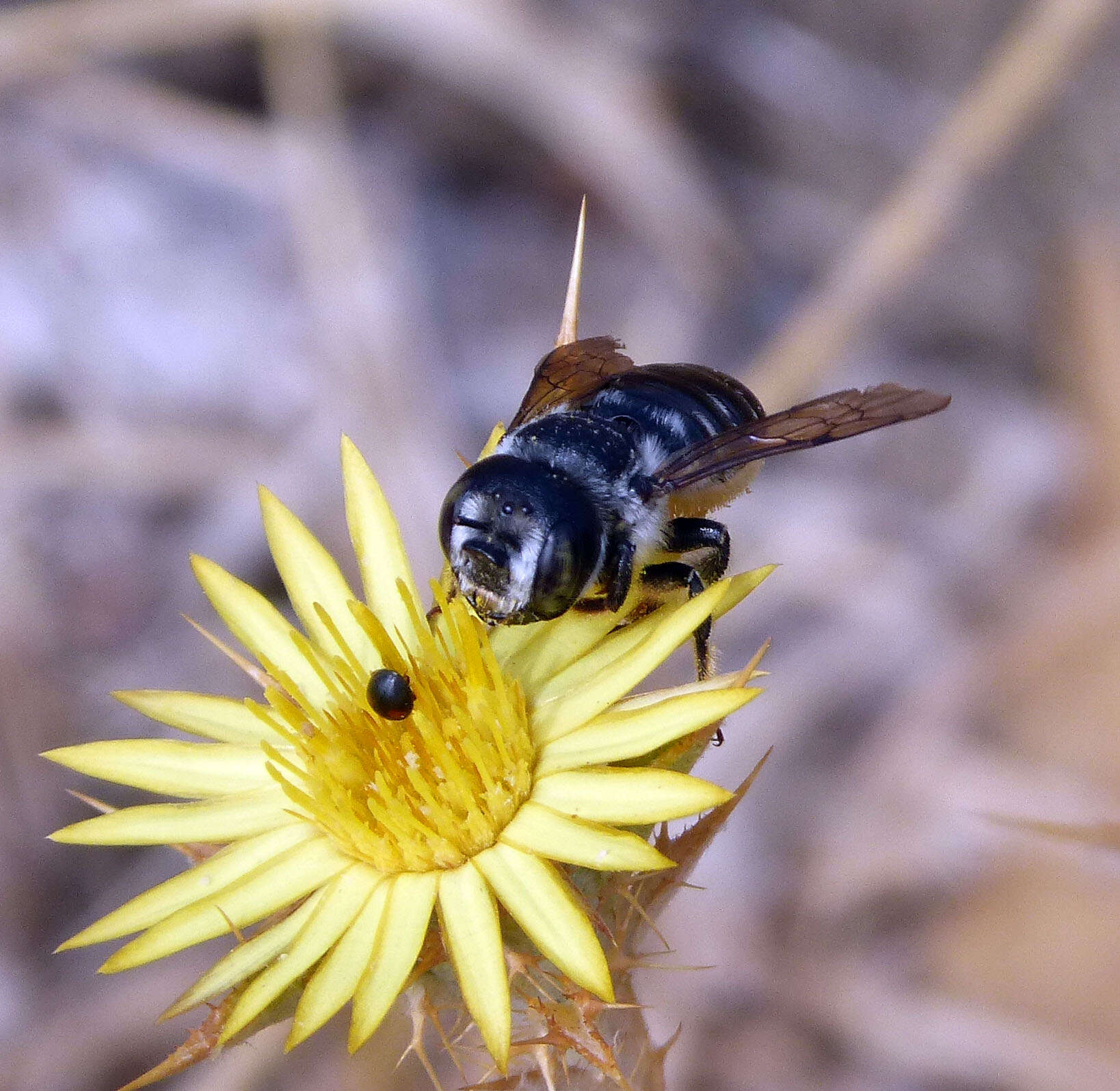 Image of Mediterranean Wood-boring Bee