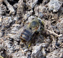 Image of Anthophora Latreille 1803