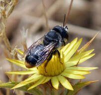 Image of Mediterranean Wood-boring Bee