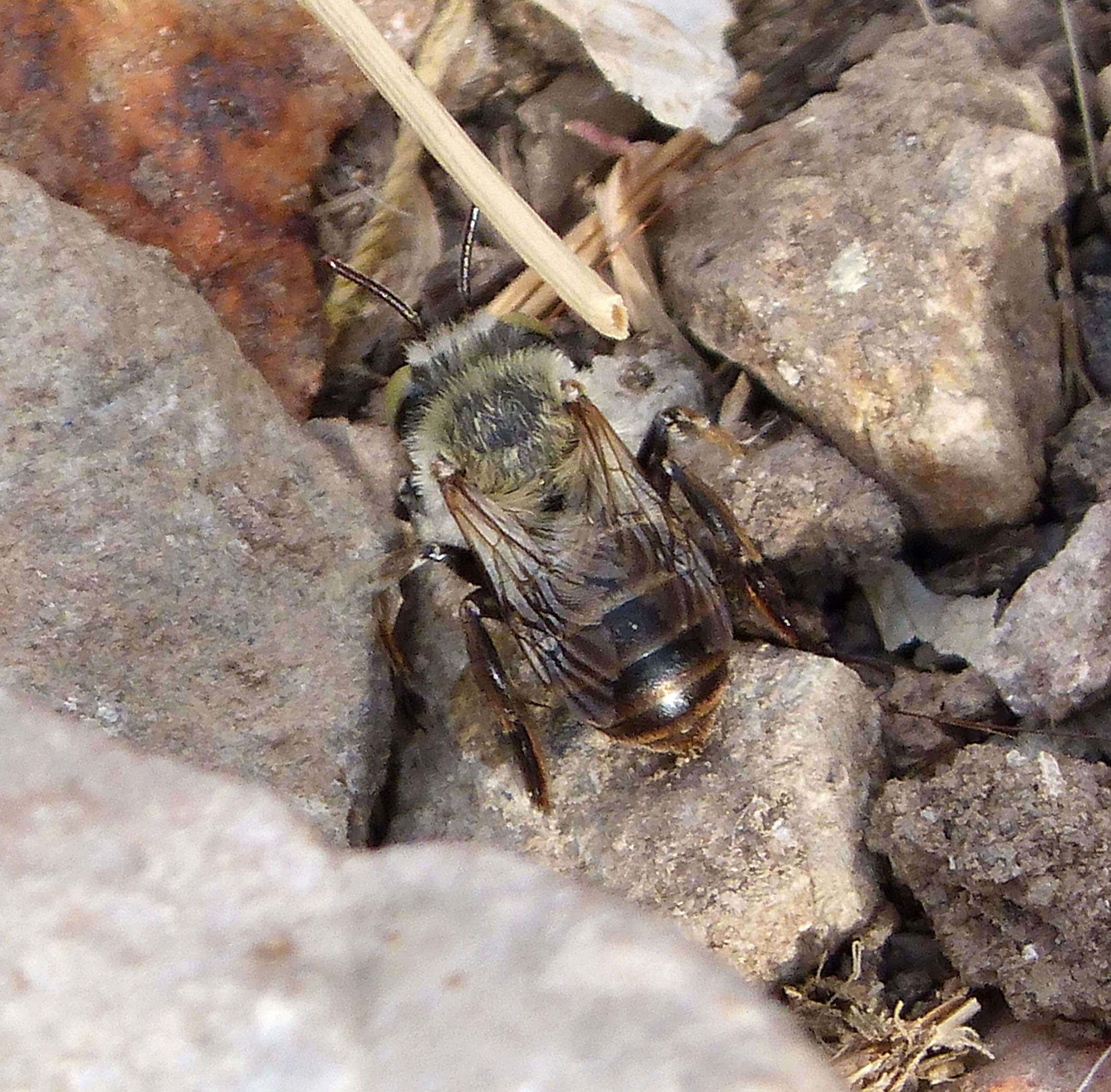 Image of Anthophora Latreille 1803