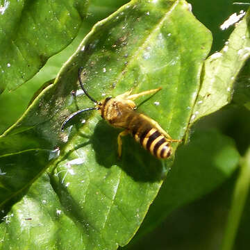 Image of Halictus Latreille 1804