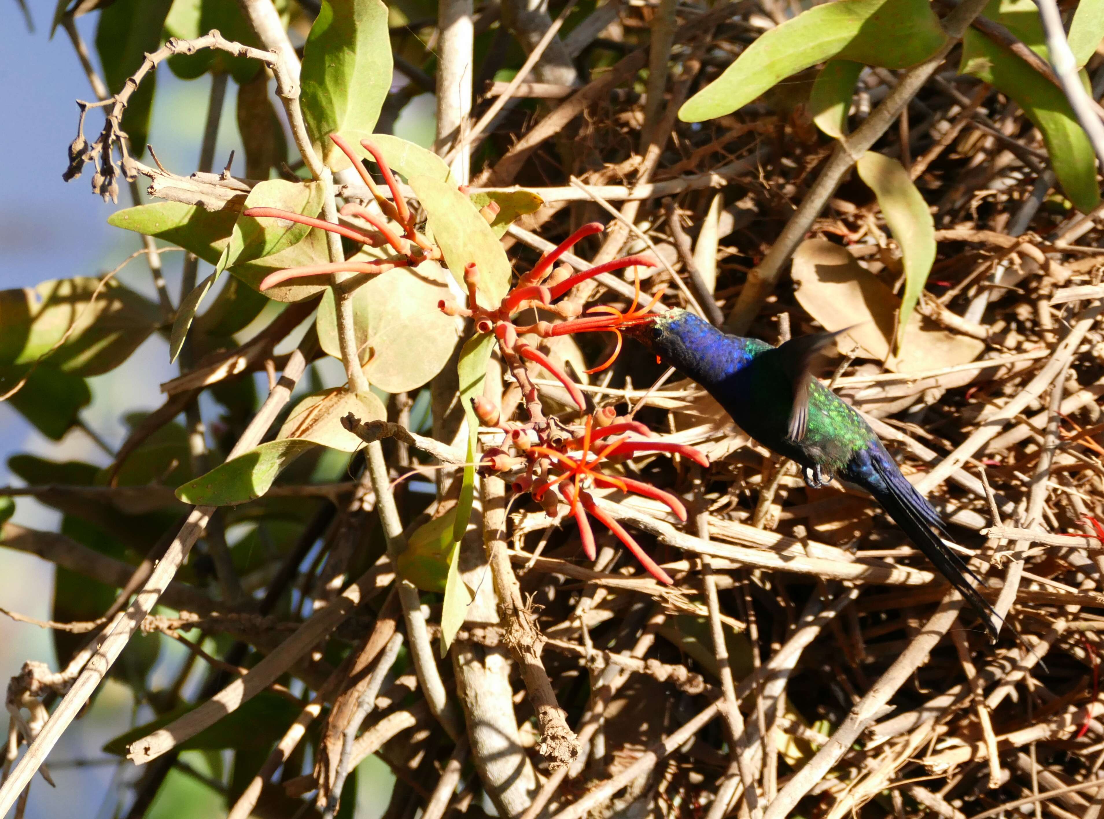 Image of Psittacanthus calyculatus (DC.) G. Don