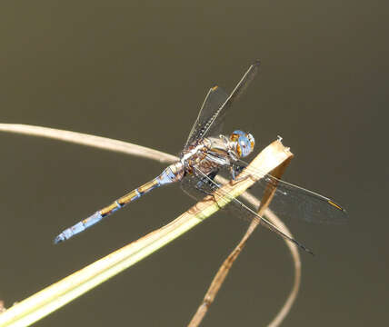 Image of Epaulet Skimmer