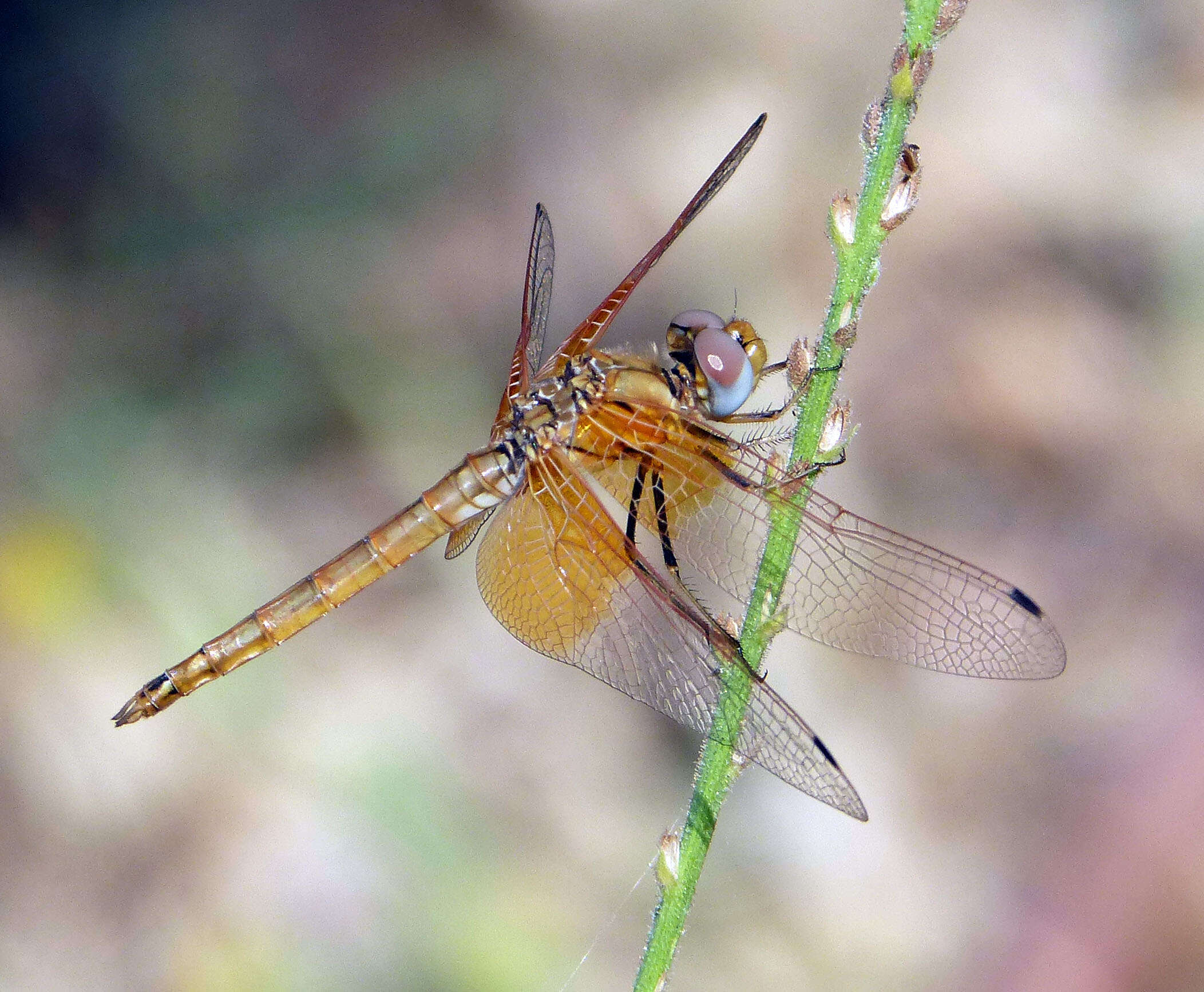 Imagem de Trithemis kirbyi Selys 1891