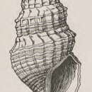 Image of Gymnobela vicella (Dall 1908)