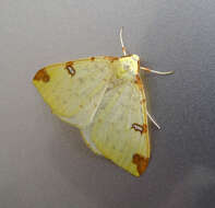 Image of brimstone moth