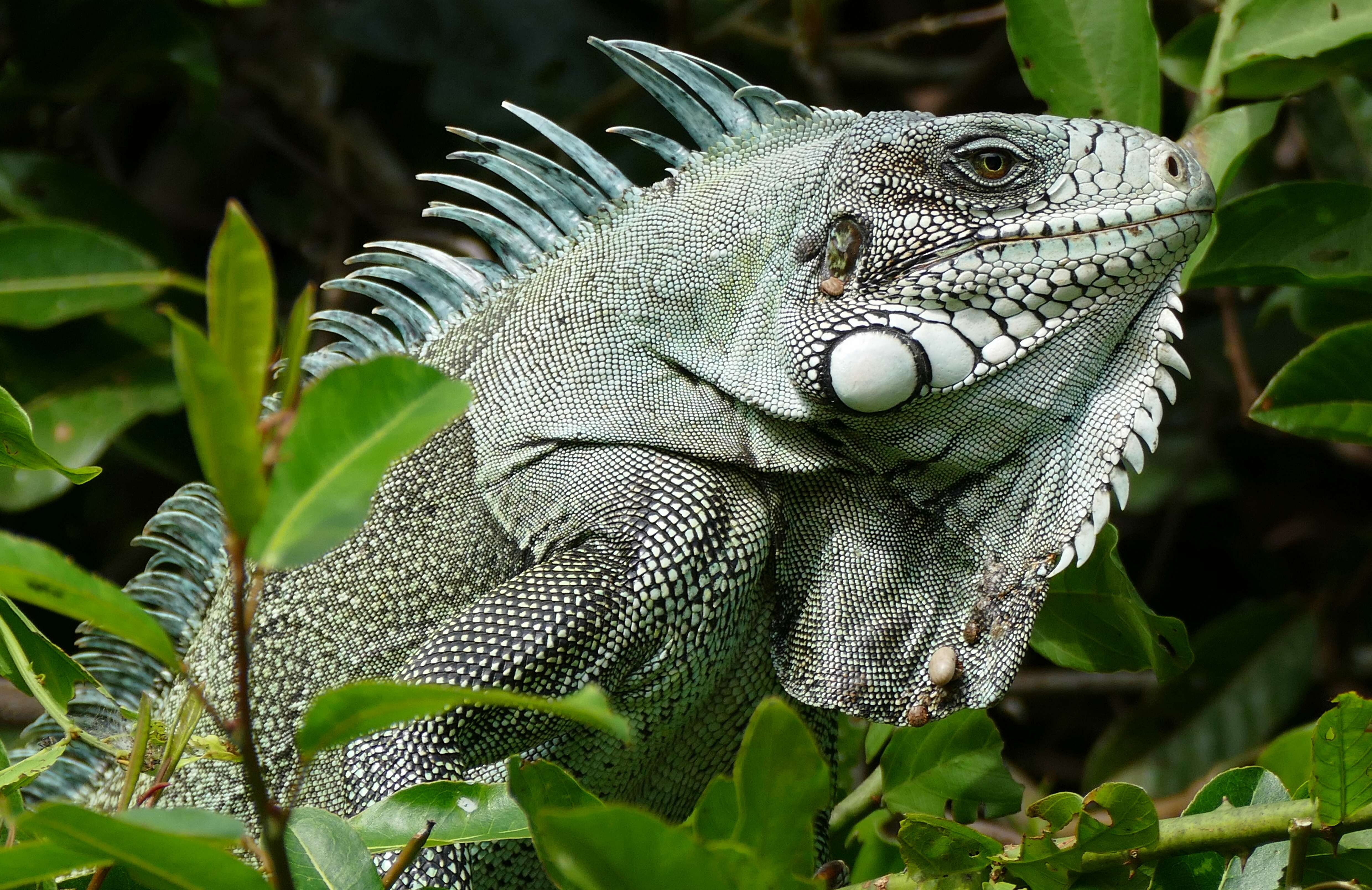 Image of Green iguana