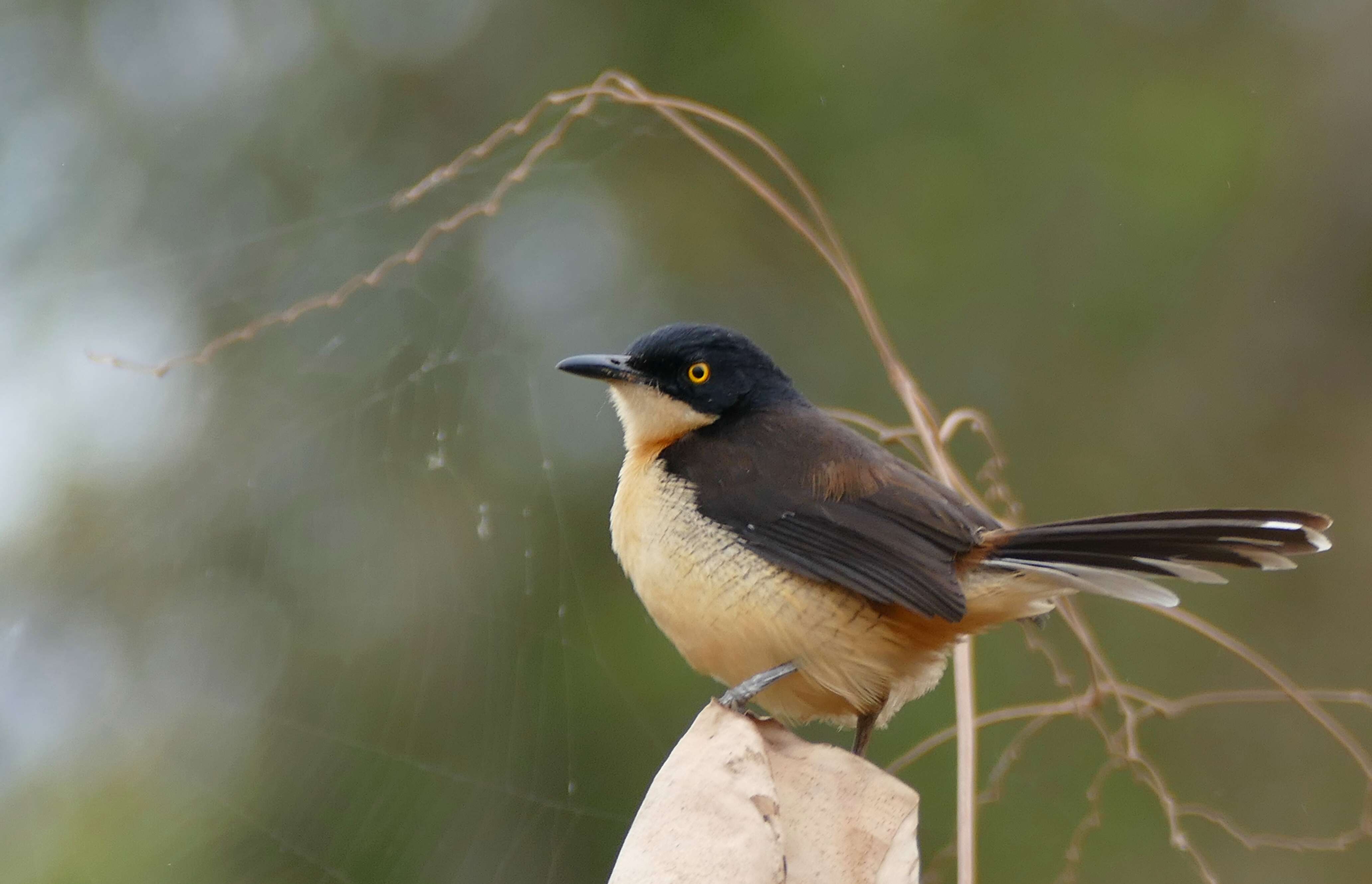 Donacobiidae resmi