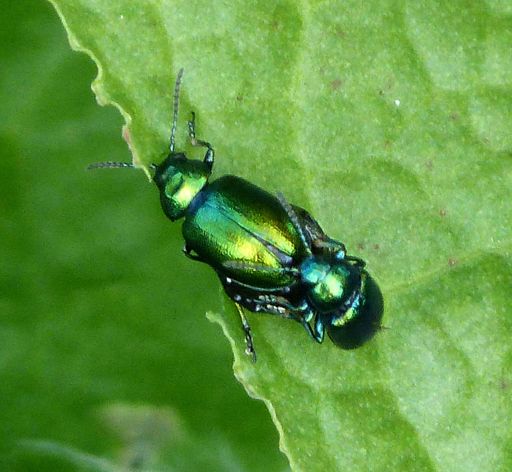 Imagem de Gastrophysa viridula