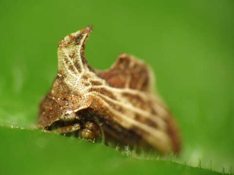 Image of Entylia carinata Forster