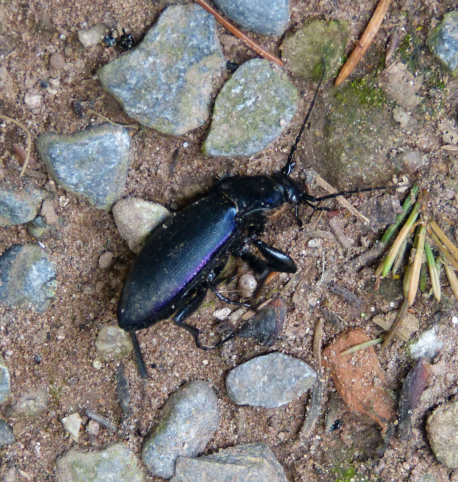 Image of Violet Ground Beetle