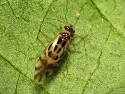 Image of Graphopsocus