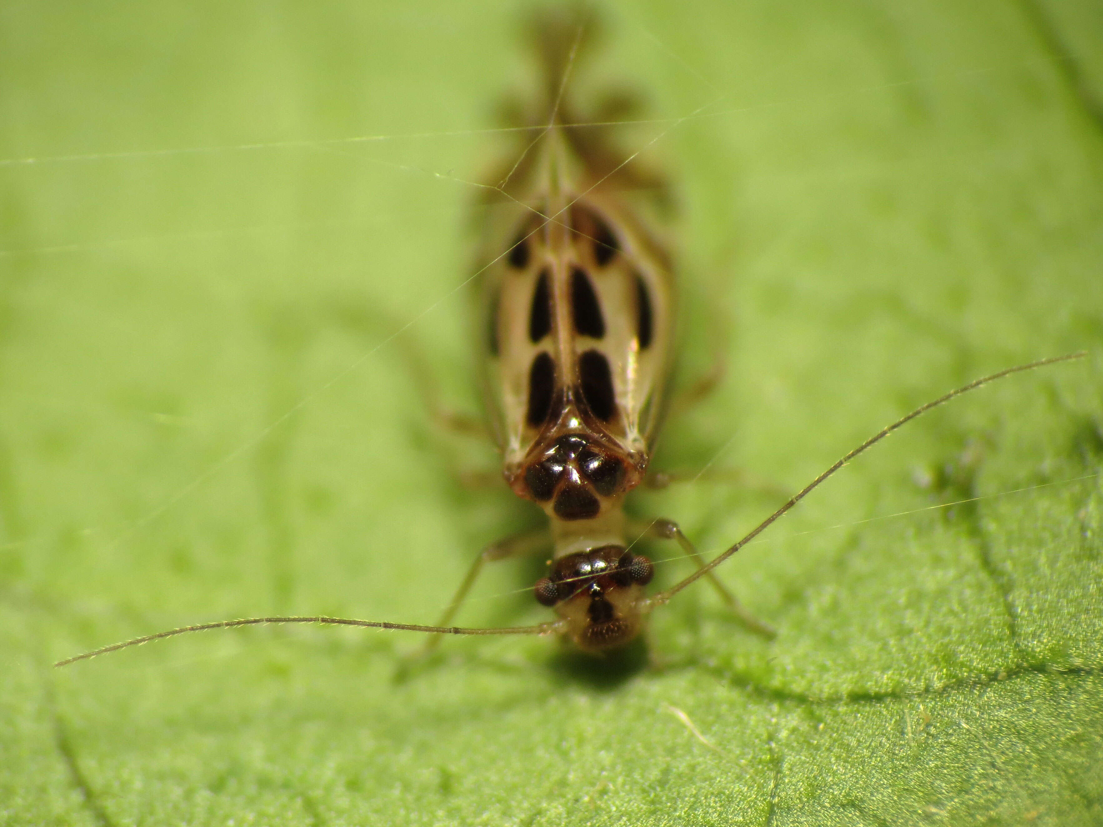 Graphopsocus resmi