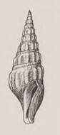 Image of Leucosyrinx clionella Dall 1908