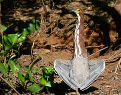 Image of Rufescent Tiger Heron