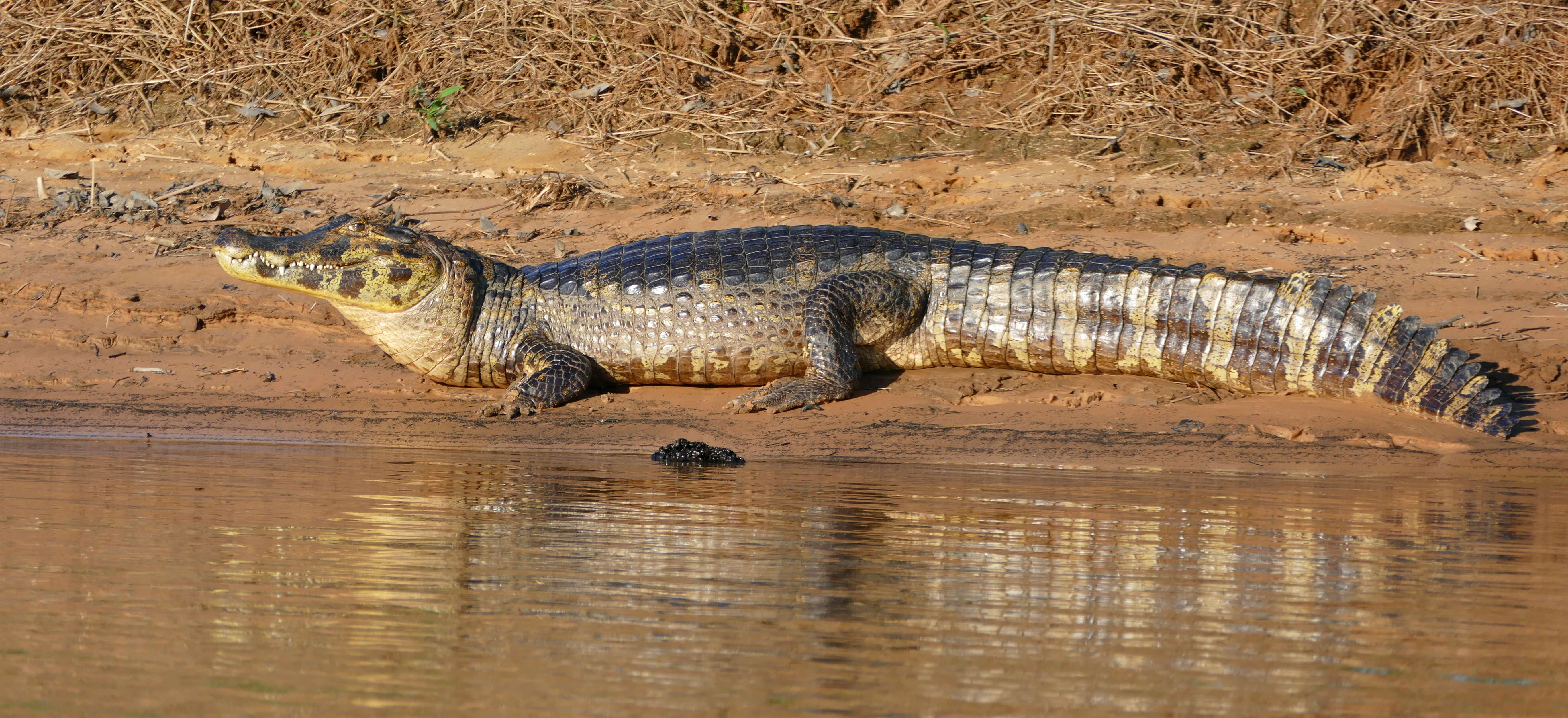 Image of Yacare caiman