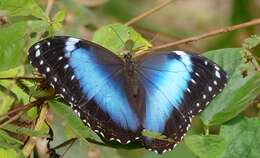 Morpho helenor Cramer 1782的圖片