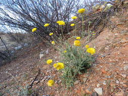 Image of desert marigold