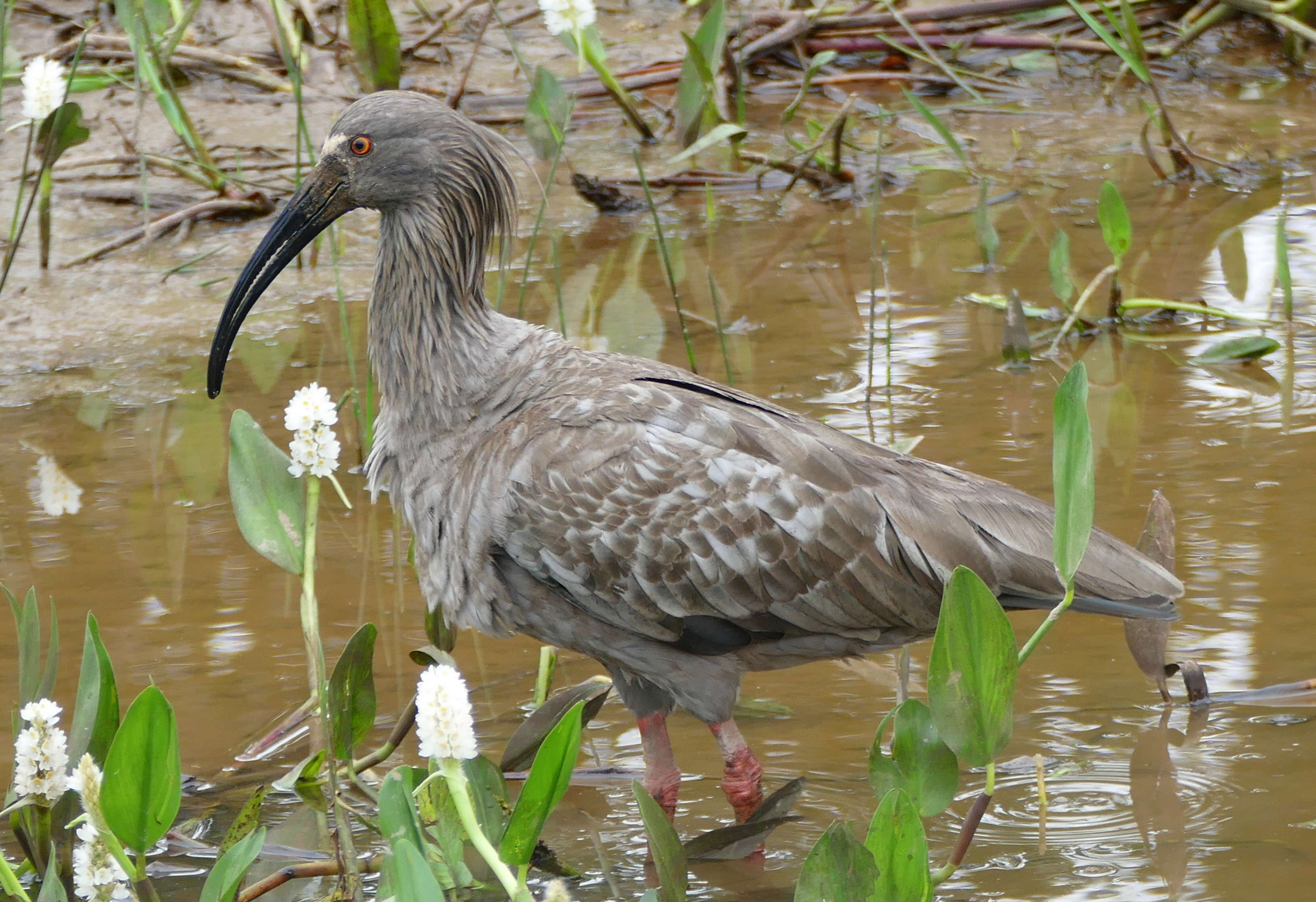 Image of Plumbeous Ibis