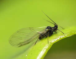 Image of Rose Aphid