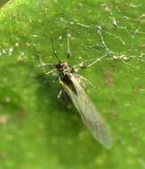 Image of Rose Aphid