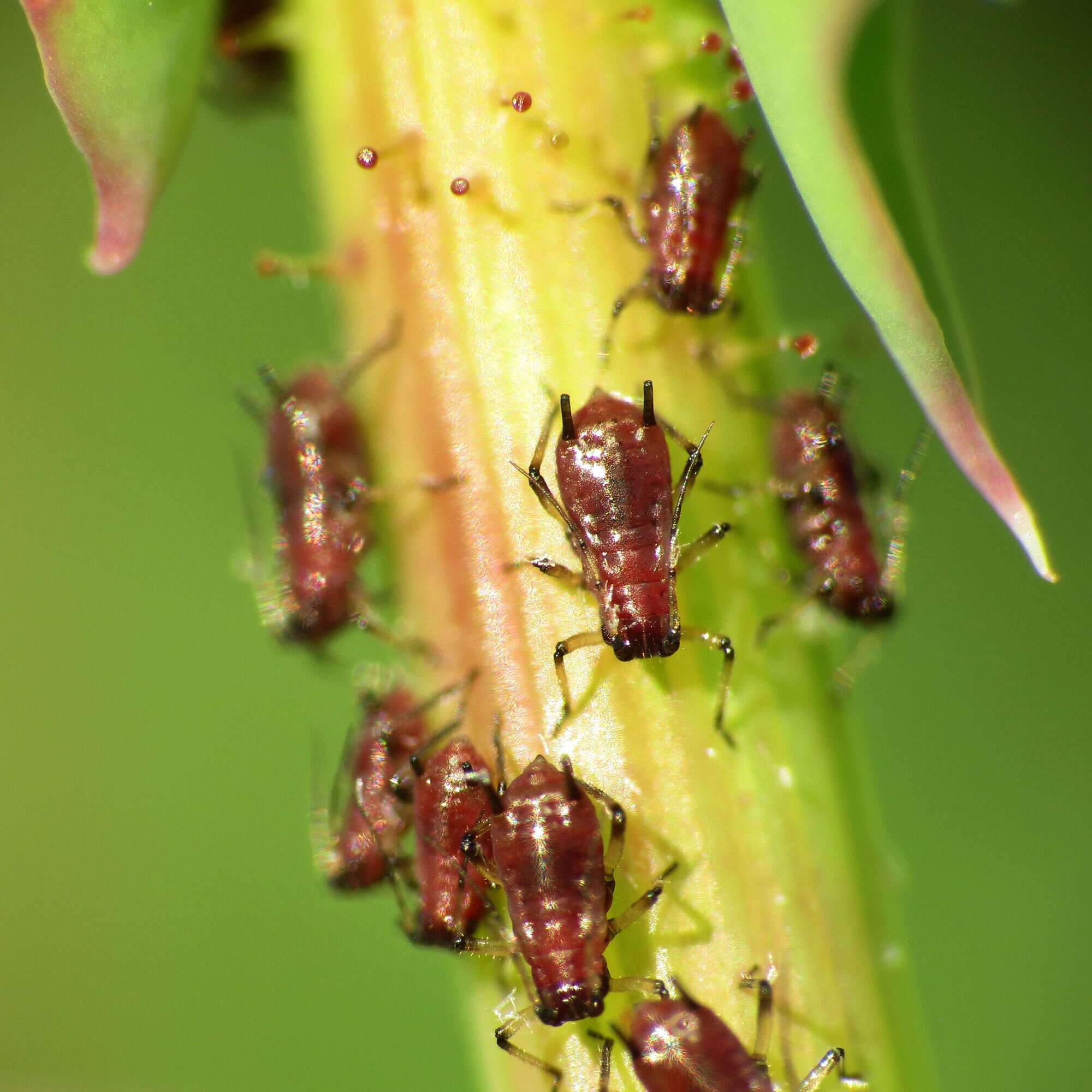 Image of Rose Aphid