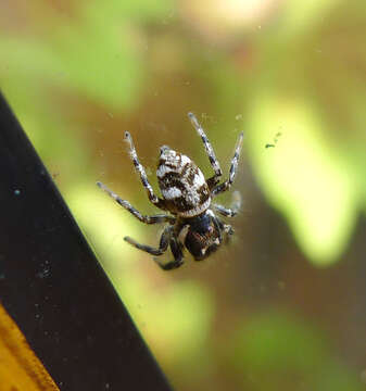 Image of Zebra spider