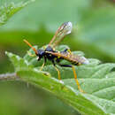 Image of Figwort sawfly