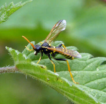 Image of <i>Tenthredo scrophulariae</i>